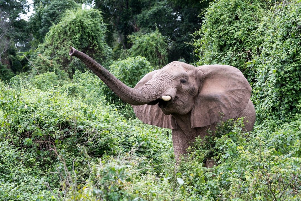 ANIMALS IN RUBONDO ISLAND