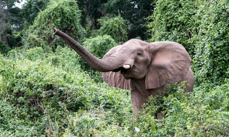ANIMALS IN RUBONDO ISLAND