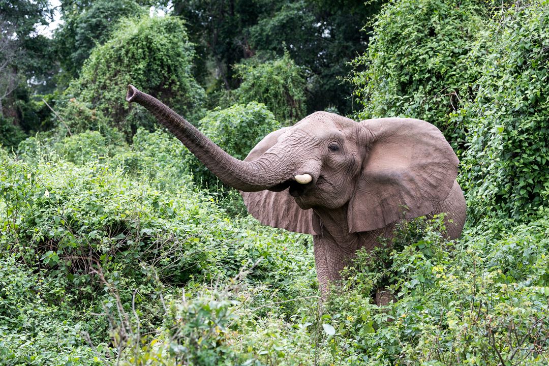 ANIMALS IN RUBONDO ISLAND