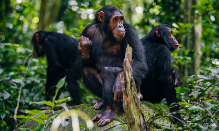 CHIMPANZEE TREKKING IN RUBONDO