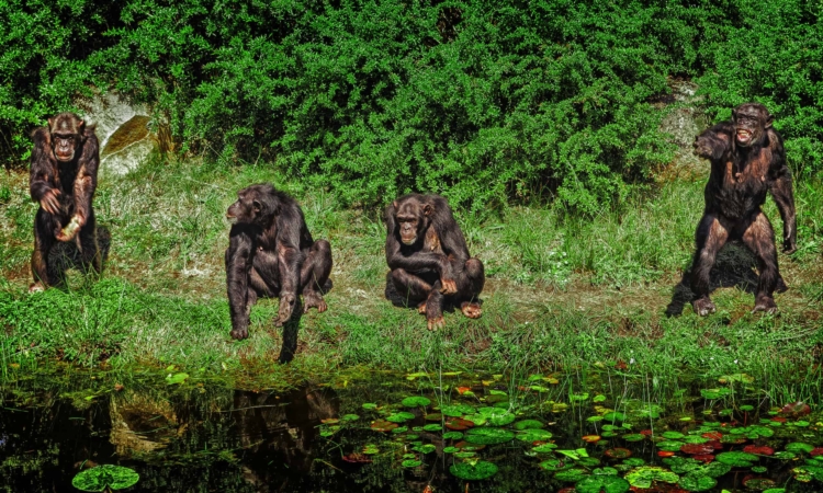 FACTS ABOUT RUBONDO ISLAND