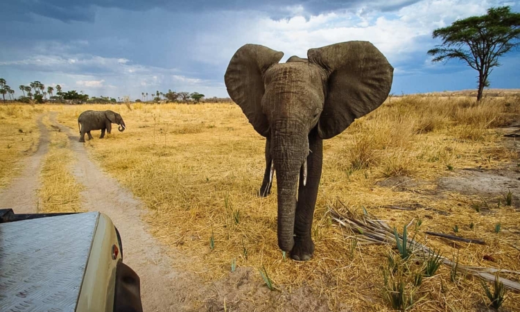 Budget Tanzania Safaris